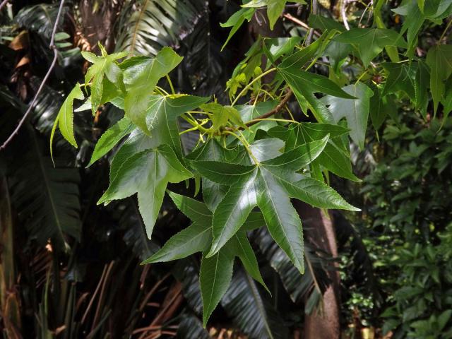 Ambroň západní (Liquidambar styraciflua L.)