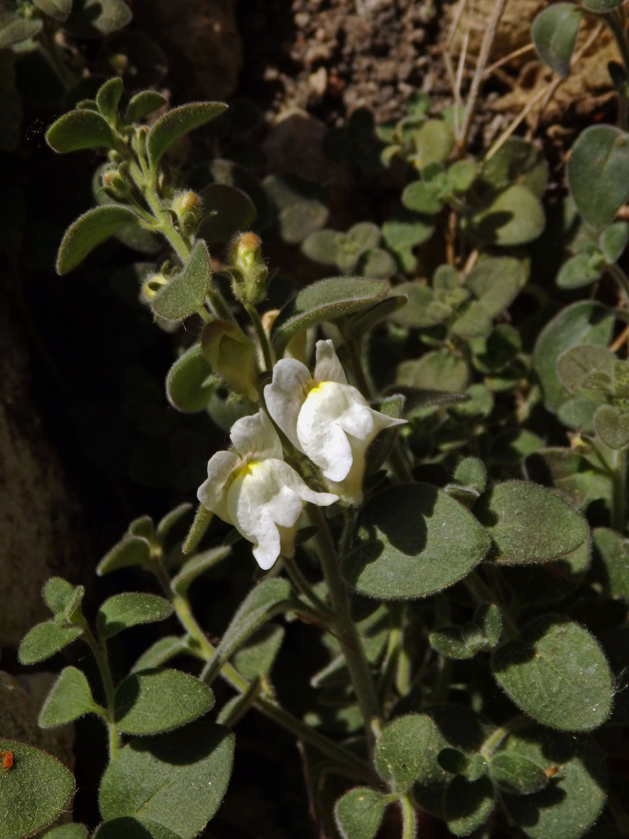 Hledík (Antirrhinum sempervirens Lapeyr.)