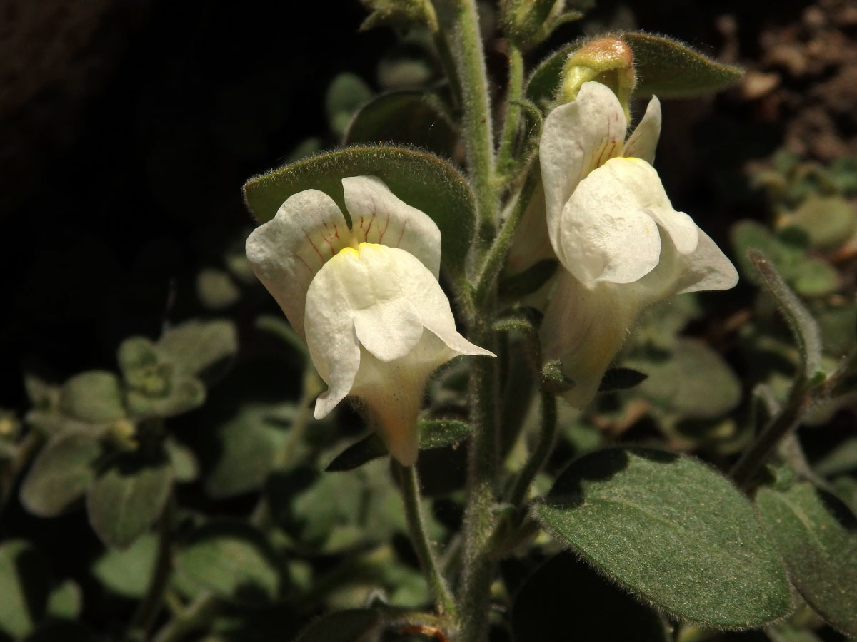 Hledík (Antirrhinum sempervirens Lapeyr.)