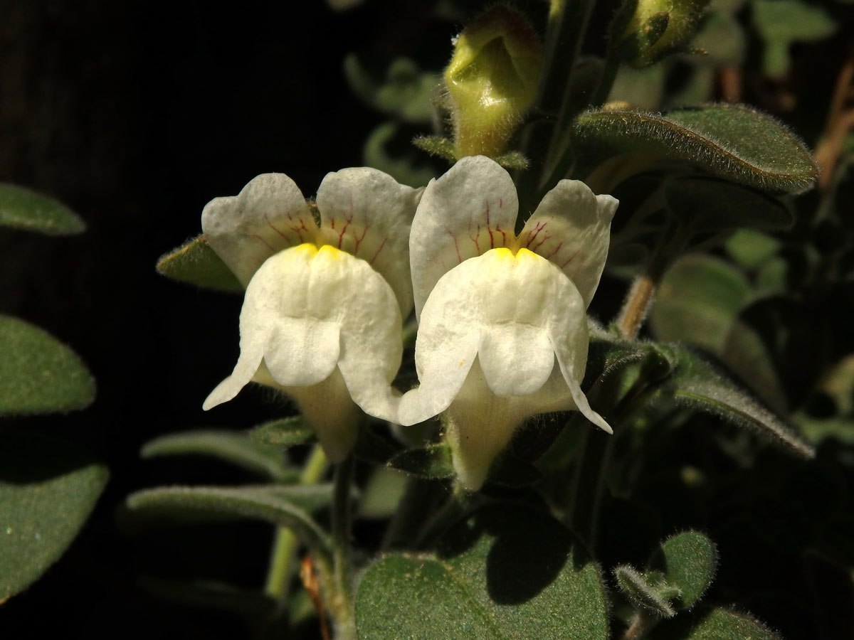 Hledík (Antirrhinum sempervirens Lapeyr.)