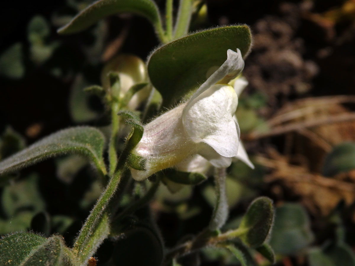 Hledík (Antirrhinum sempervirens Lapeyr.)