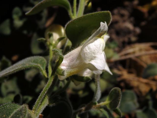 Hledík (Antirrhinum sempervirens Lapeyr.)