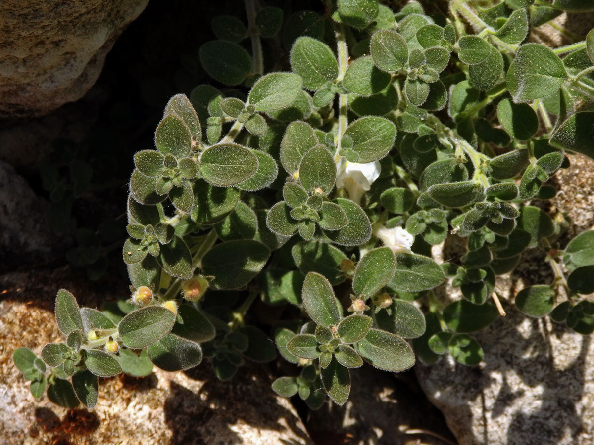 Hledík (Antirrhinum sempervirens Lapeyr.)