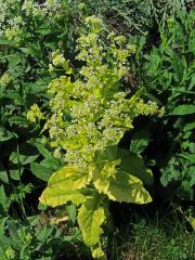 Vesnovka obecná (Cardaria draba (L.) Desv.) s poruchou tvorby chlorofylu (3g)