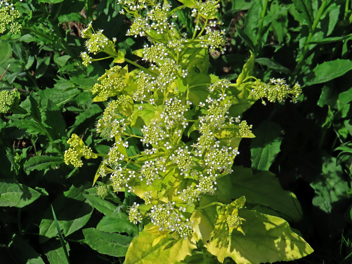 Vesnovka obecná (Cardaria draba (L.) Desv.) s poruchou tvorby chlorofylu (3h)