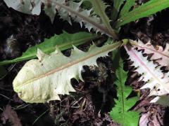 Smetánka lékařská (Teraxacum officinale L.) s panašovanými listy (3m)