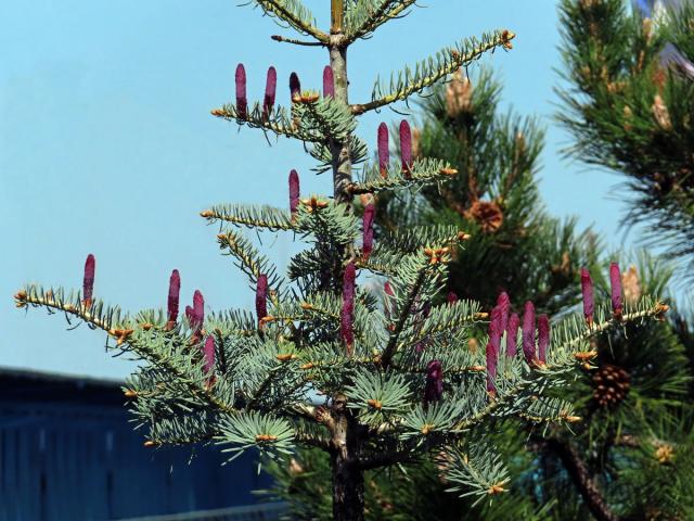 Jedle ojíněná (Abies concolor Gord. et Glend.)