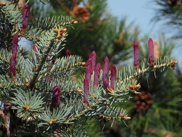 Jedle ojíněná (Abies concolor Gord. et Glend.)