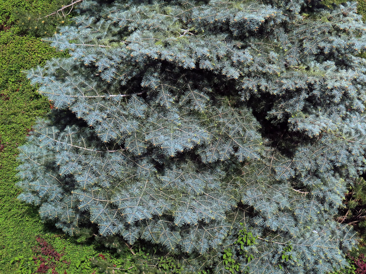 Jedle ojíněná (Abies concolor Gord. et Glend.)