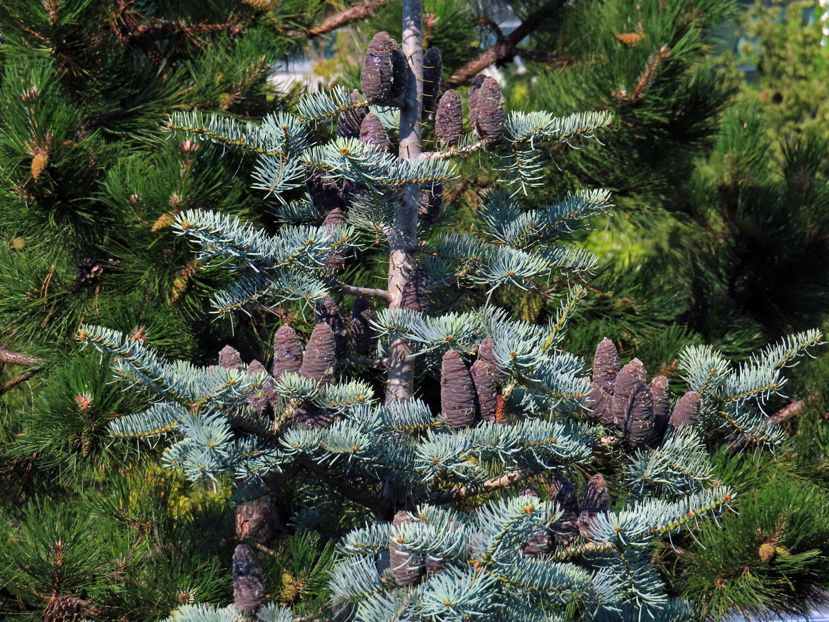 Jedle ojíněná (Abies concolor Gord. et Glend.)