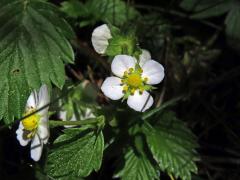 Jahodník obecný (Fragaria vesca L.), čtyřčetný květ (14)