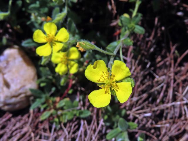 Devaterník šedý (Helianthemum canum (L.) Baumg), čtyřčetný květ