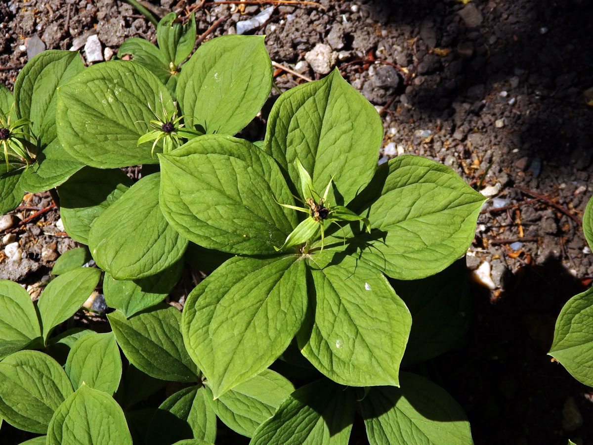 Vraní oko čtyřlisté (Paris quadrifolia L.) s pěti listy (8)