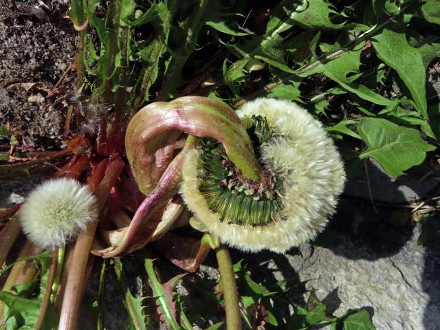 Smetánka lékařská (Teraxacum officinale L.) - fasciace stonku (46c)