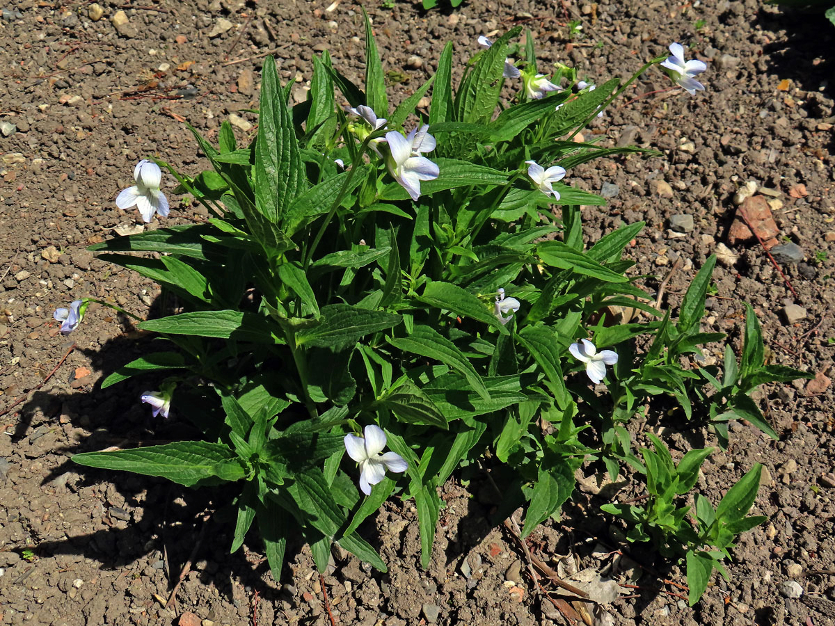 Violka (Viola jordanii Hanry)