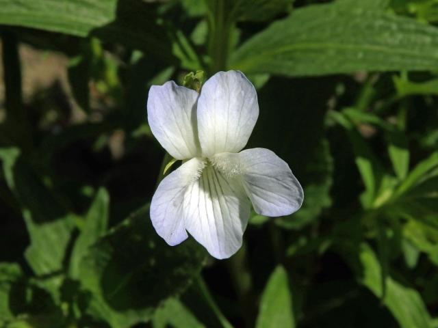 Violka (Viola jordanii Hanry)