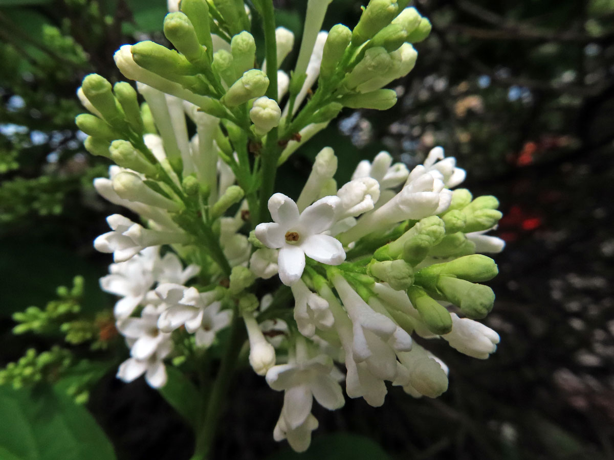 Ptačí zob vejčitolistý (Ligustrum ovalifolium Hassk.), pětičetný květ (9)