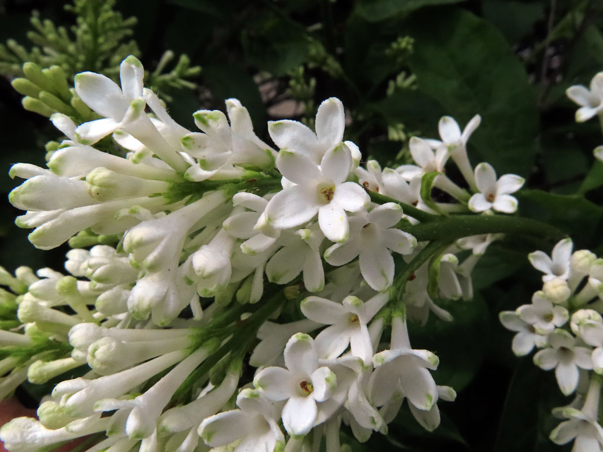 Ptačí zob vejčitolistý (Ligustrum ovalifolium Hassk.), pětičetný květ (10)