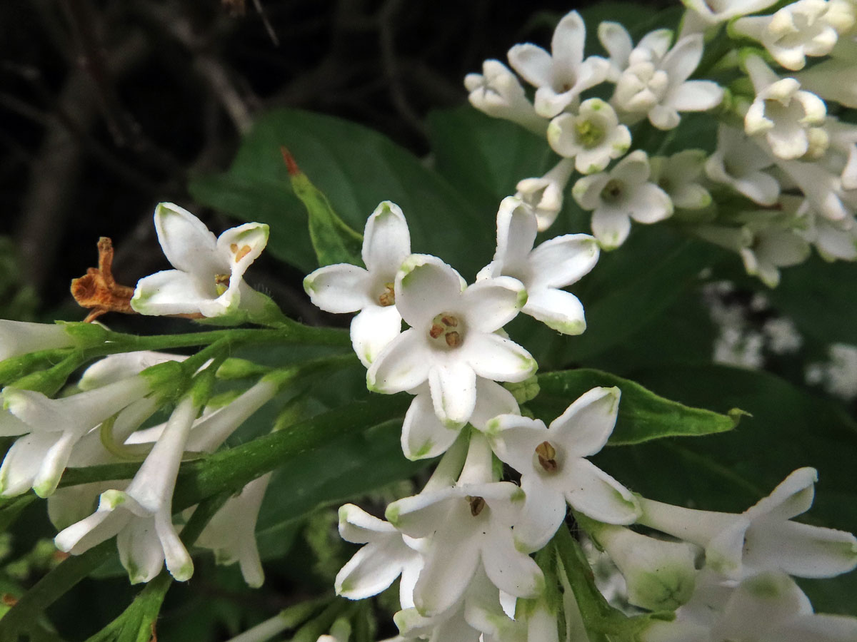 Ptačí zob vejčitolistý (Ligustrum ovalifolium Hassk.), pětičetný květ (11)