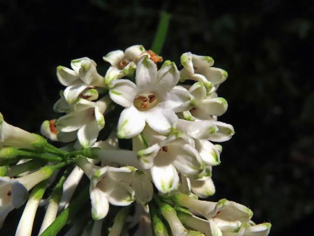 Ptačí zob vejčitolistý (Ligustrum ovalifolium Hassk.), šestičetný květ (2)