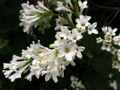 Ptačí zob vejčitolistý (Ligustrum ovalifolium Hassk.), šestičetný květ (3)