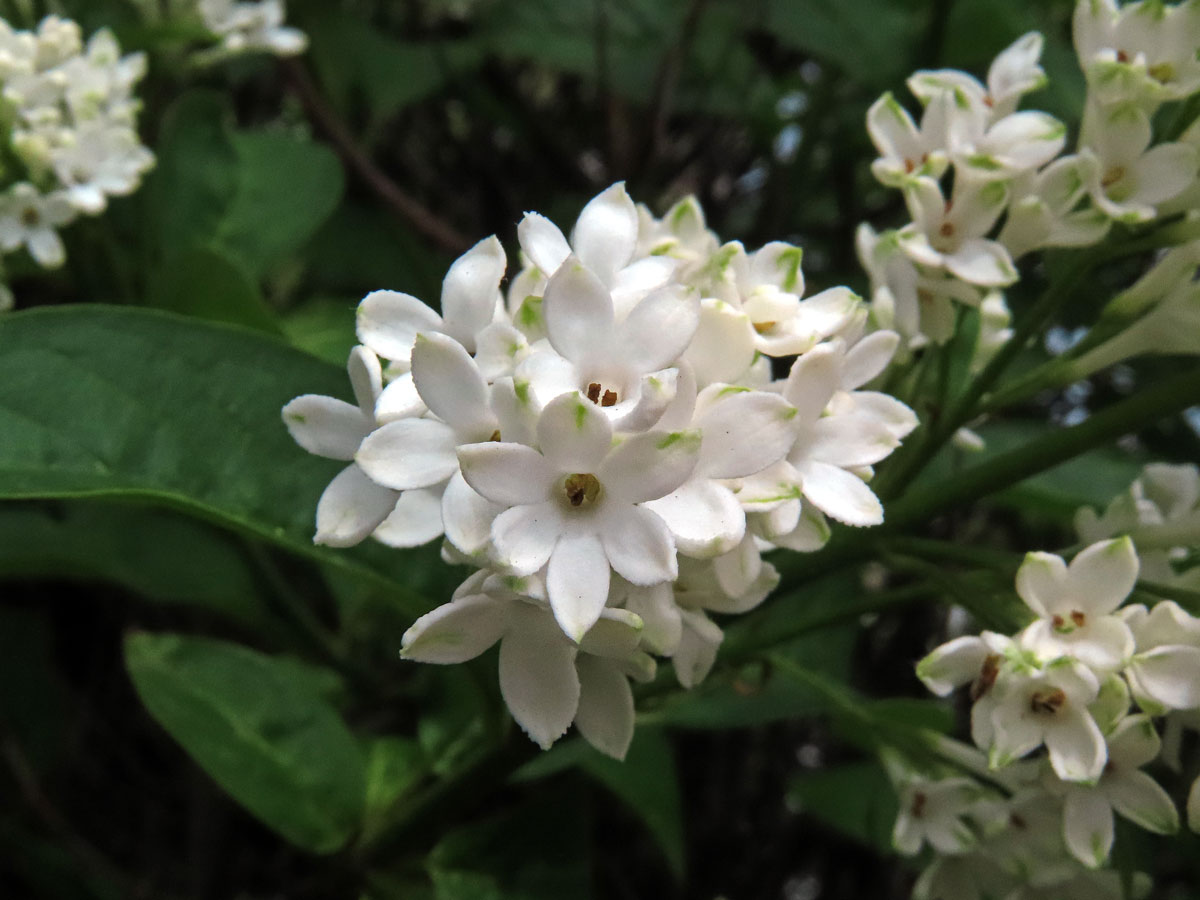 Ptačí zob vejčitolistý (Ligustrum ovalifolium Hassk.), šestičetný květ (4)