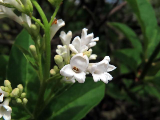 Ptačí zob vejčitolistý (Ligustrum ovalifolium Hassk.), trojčetný květ (2)