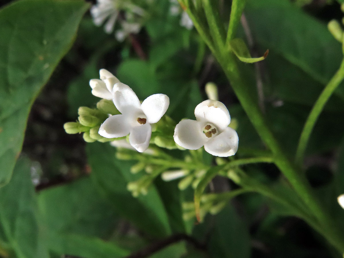 Ptačí zob vejčitolistý (Ligustrum ovalifolium Hassk.), trojčetný květ (3)