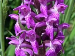 Prstnatec májový (Dactylorhiza majalis (Rchb.) Hunt et Summerhayes)