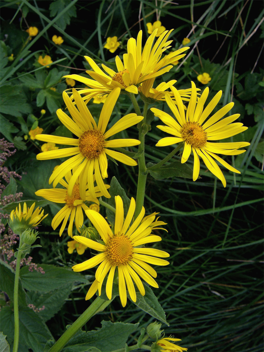 Kamzičník rakouský (Doromicum austriacum Jacq.)