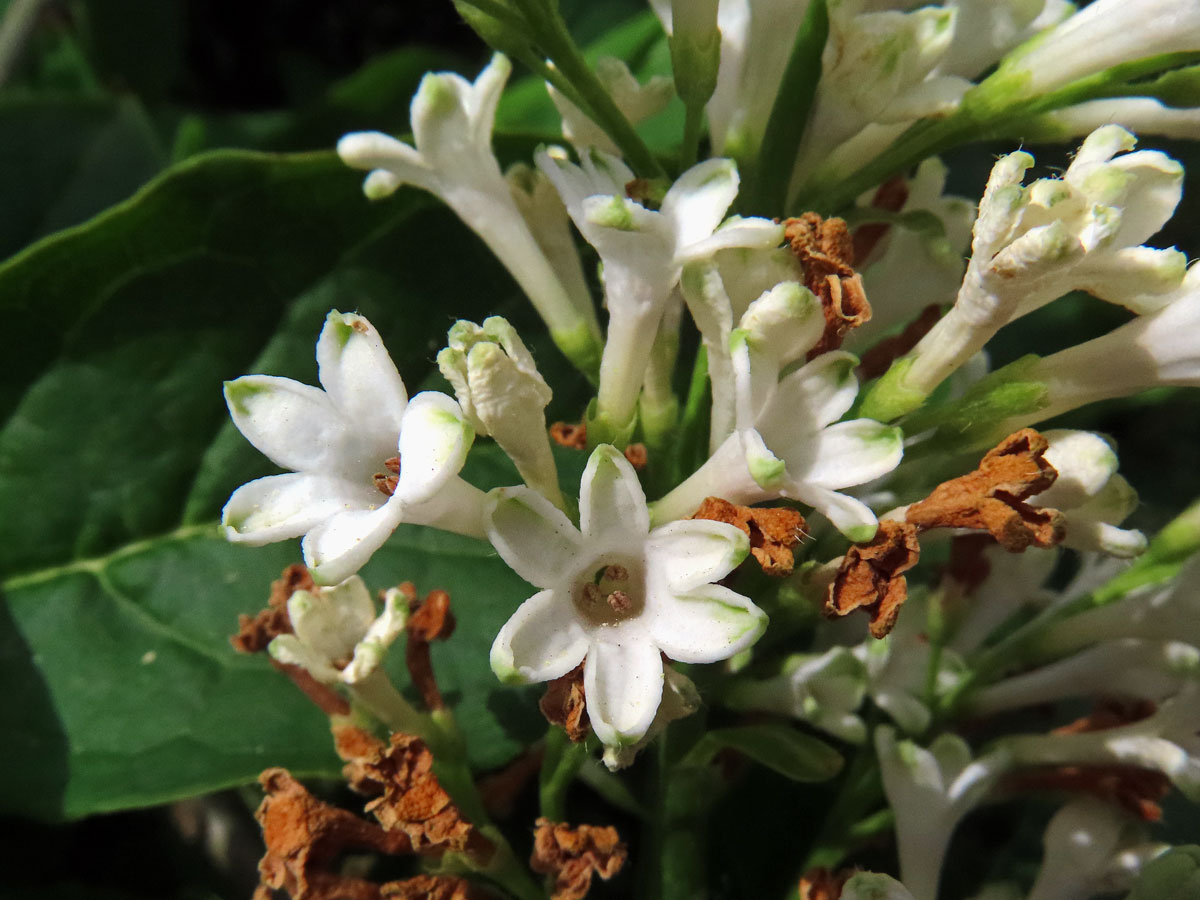 Ptačí zob vejčitolistý (Ligustrum ovalifolium Hassk.), vícečetné květy (1)