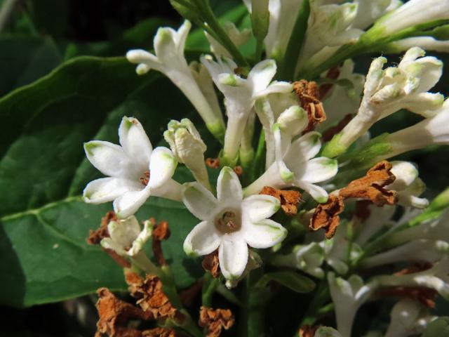 Ptačí zob vejčitolistý (Ligustrum ovalifolium Hassk.), vícečetné květy (1)