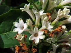 Ptačí zob vejčitolistý (Ligustrum ovalifolium Hassk.), vícečetné květy (1)