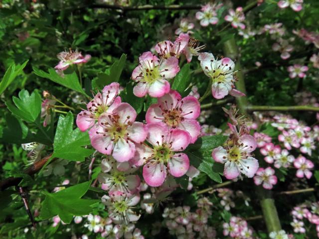 Hloh obecný (Crataegus laevigata (Poiret) DC.) s růžovými květy