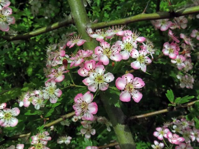 Hloh obecný (Crataegus laevigata (Poiret) DC.) s růžovými květy