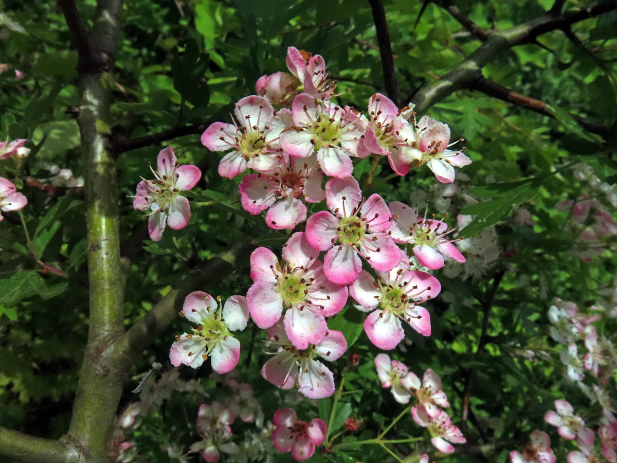 Hloh obecný (Crataegus laevigata (Poiret) DC.) s růžovými květy