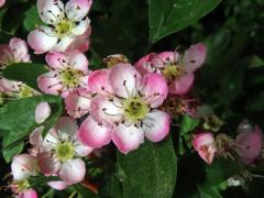 Hloh obecný (Crataegus laevigata (Poiret) DC.) s růžovými květy