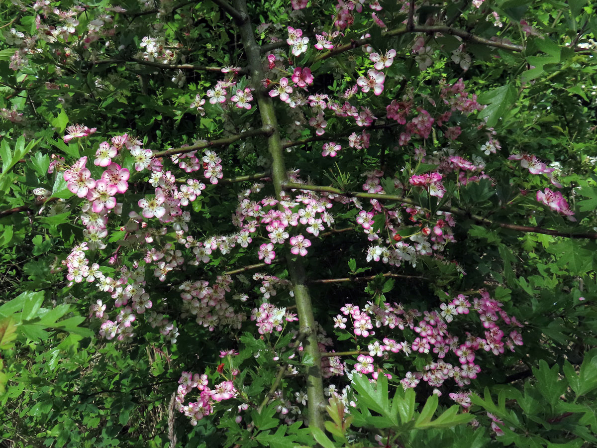 Hloh obecný (Crataegus laevigata (Poiret) DC.) s růžovými květy