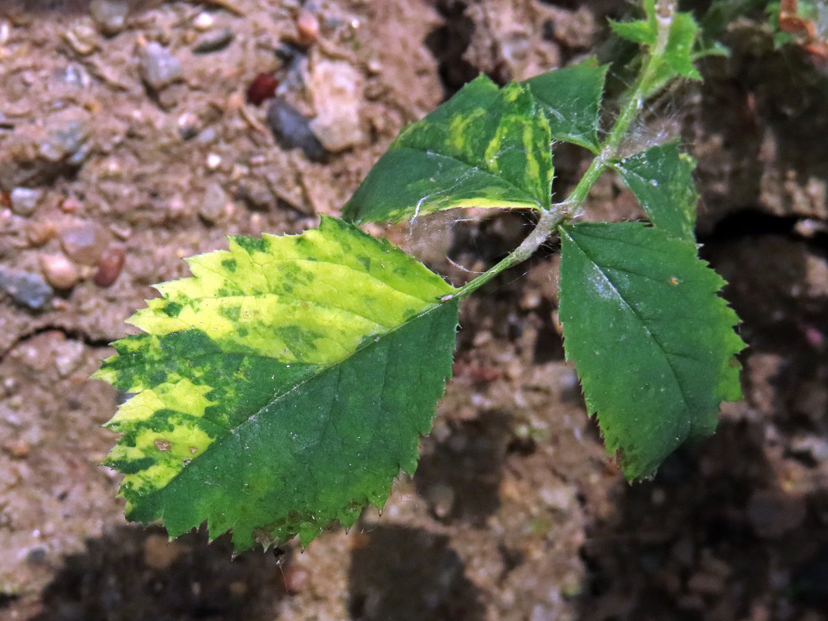 Růže šípková (Rosa canina L.) s panašovanými listy (1b)