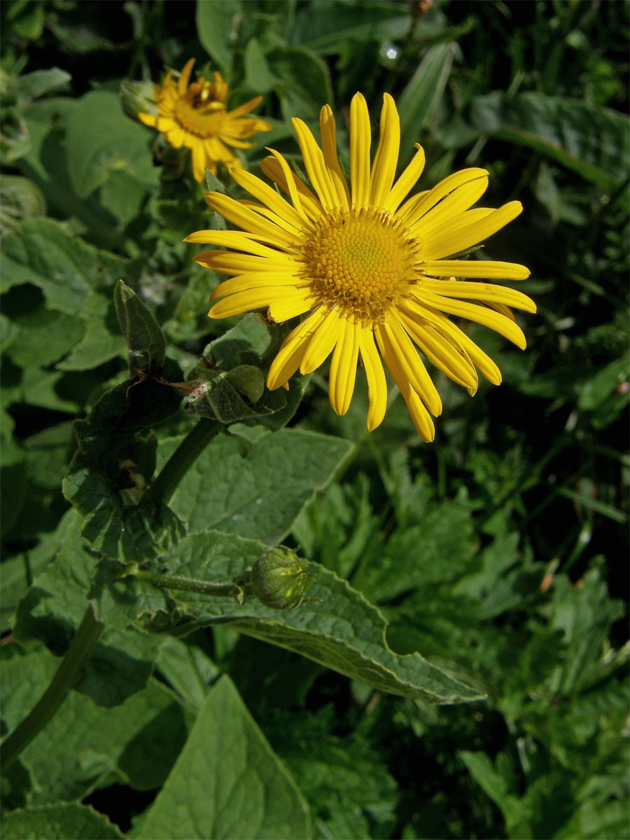 Kamzičník rakouský (Doromicum austriacum Jacq.)