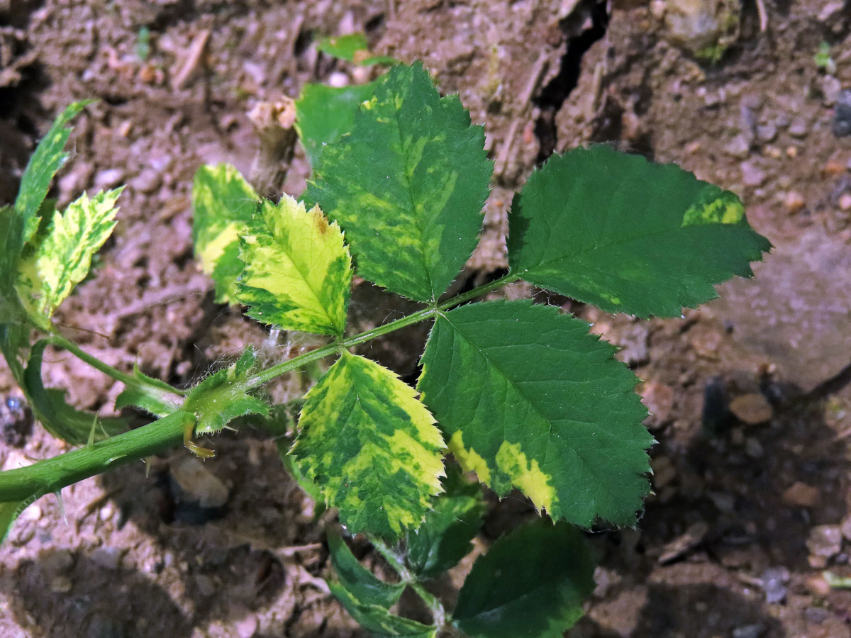 Růže šípková (Rosa canina L.) s panašovanými listy (1c)