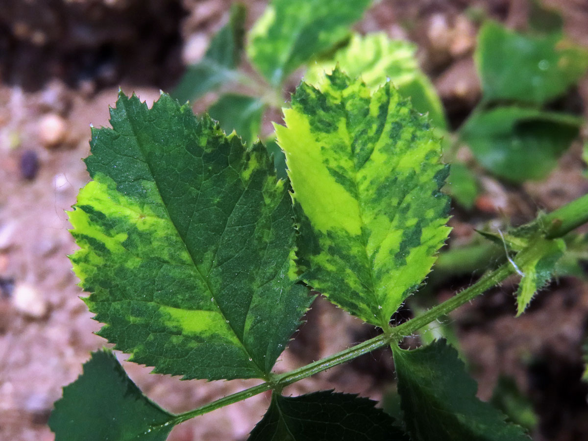 Růže šípková (Rosa canina L.) s panašovanými listy (1g)