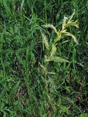 Řebříček obecný (Achillea millefolium L.) s částečným chyběním chlorofylu (2a)