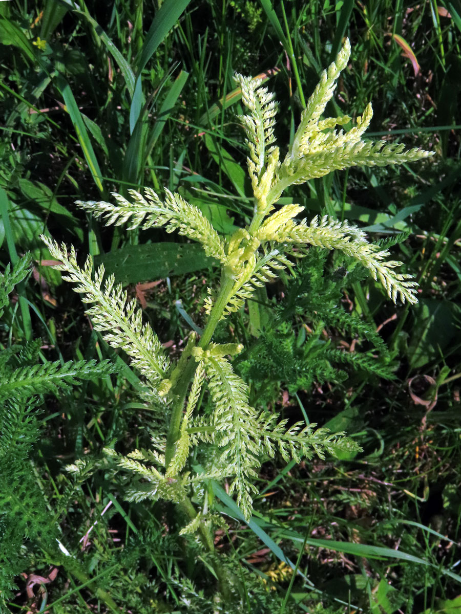 Řebříček obecný (Achillea millefolium L.) s částečným chyběním chlorofylu (2b)