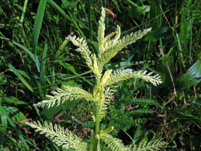 Řebříček obecný (Achillea millefolium L.) s částečným chyběním chlorofylu (2c)