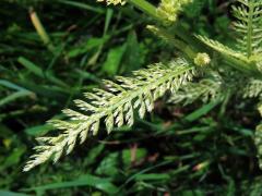 Řebříček obecný (Achillea millefolium L.) s částečným chyběním chlorofylu (2d)