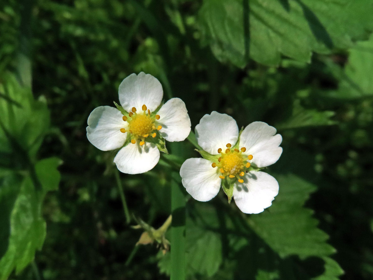 Jahodník obecný (Fragaria vesca L.), čtyřčetný květ (15)