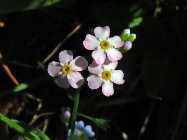 Pomněnka lesní (Myosotis sylvatica Hoffm.) s růžovými květy (6b)