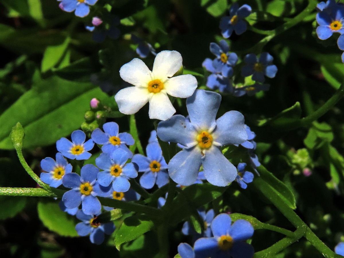 Pomněnka lesní (Myosotis sylvatica Hoffm.) s bílým květem (9)