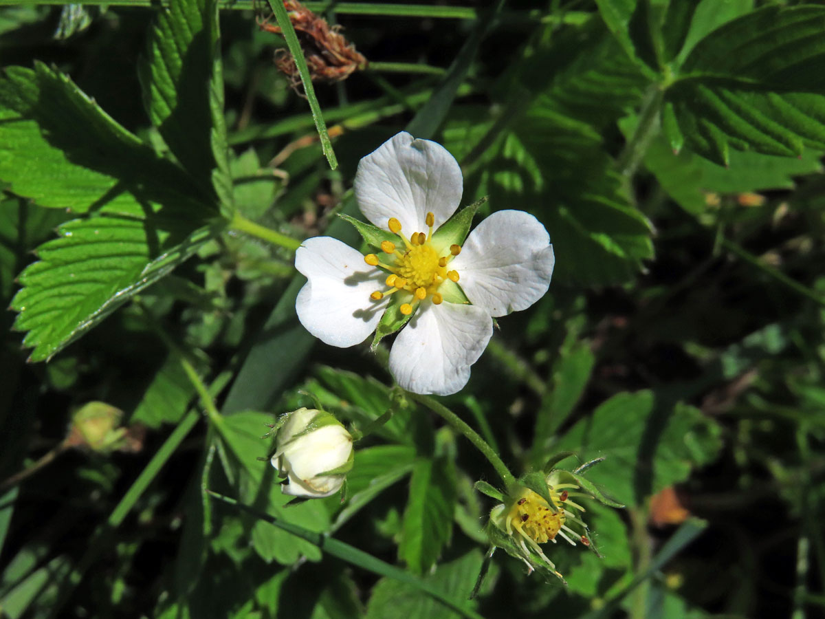 Jahodník trávnice (Fragaria viridis (Duchasne) Weston), čtyřčetný květ (16)